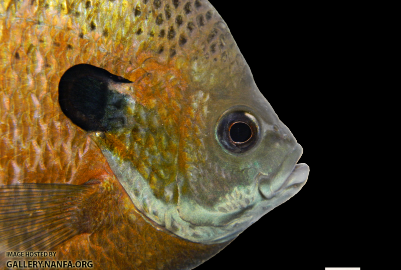 bluegill head (male)