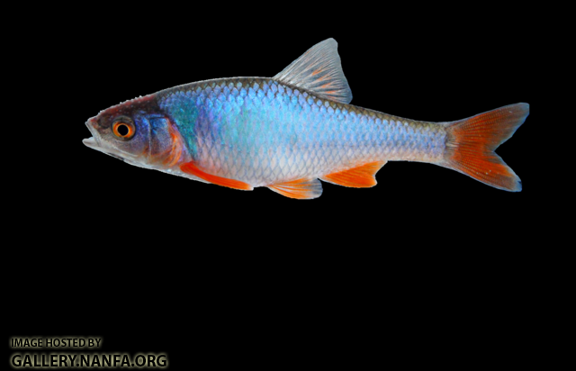 red shiner (male)