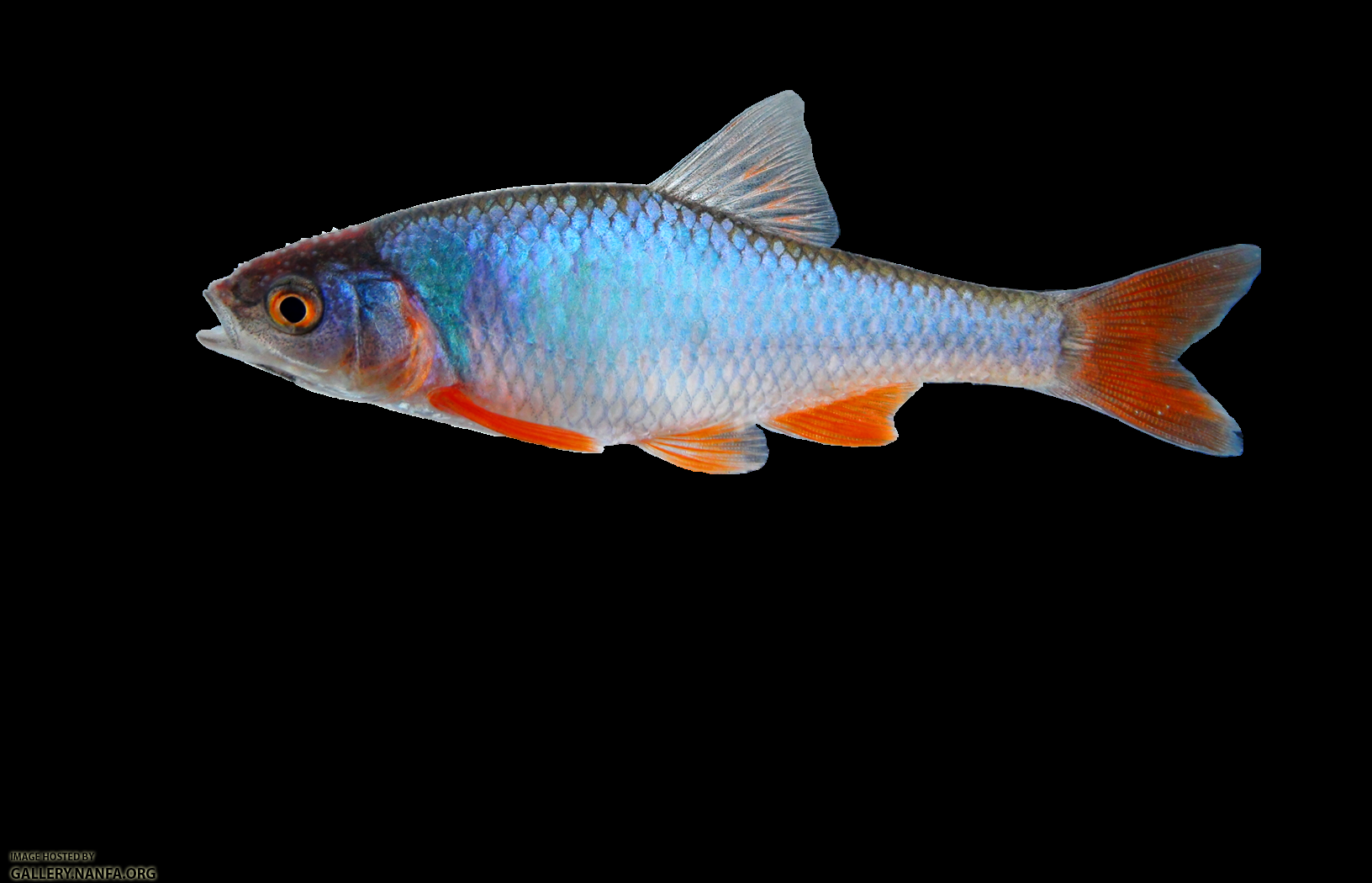 red shiner (male)