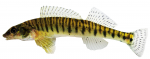 logperch