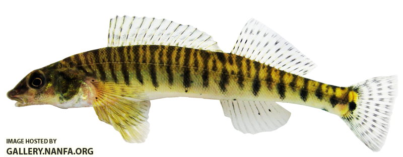 logperch