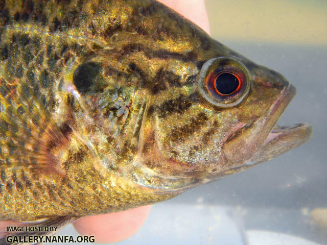 warmouth head close up