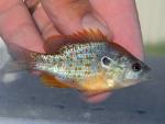 orangespot sunfish