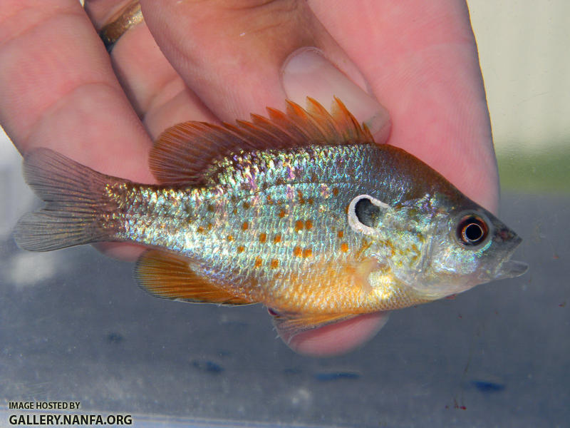 orangespot sunfish