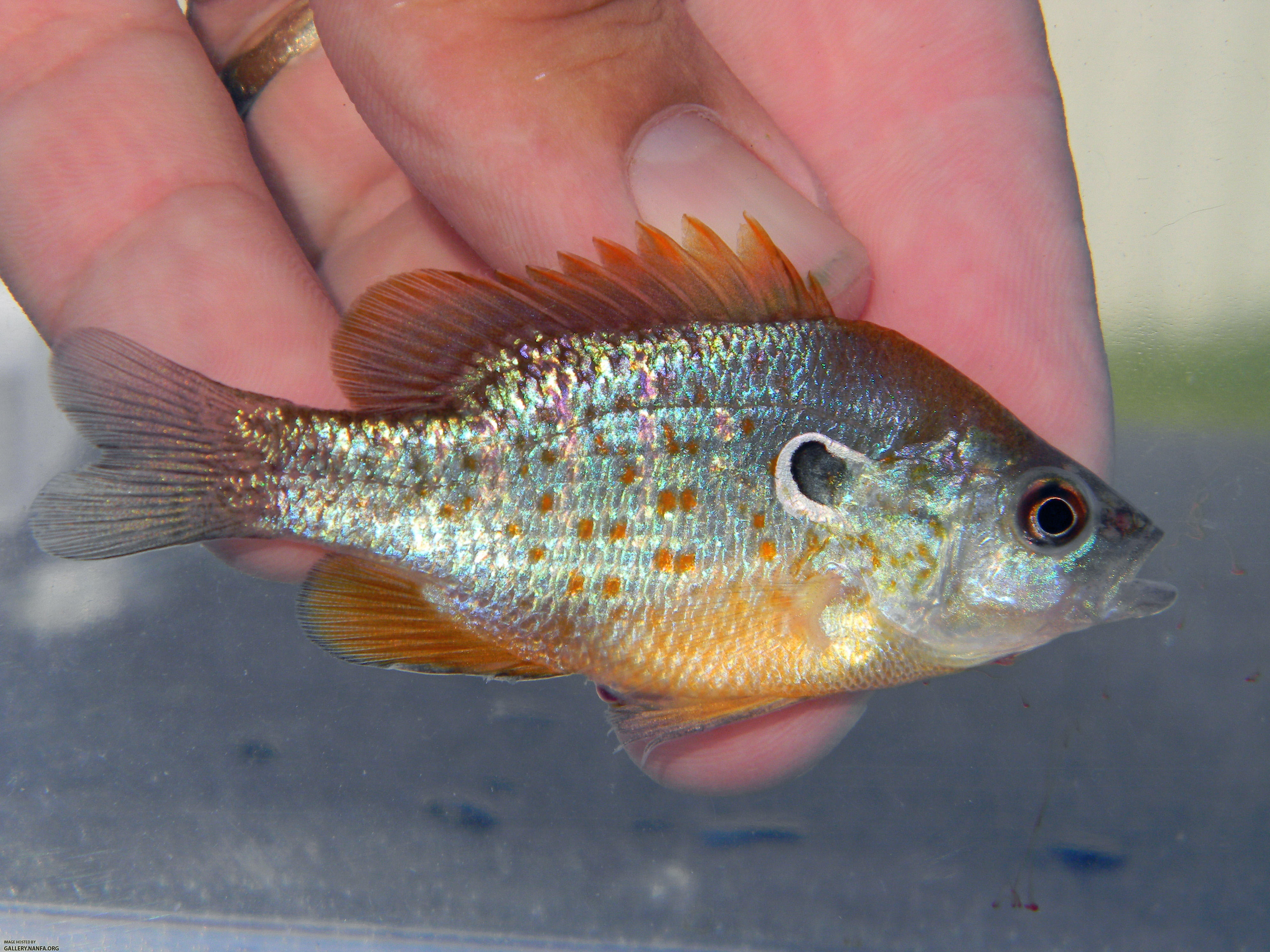 orangespot sunfish