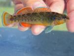 orangebelly darter Blue River