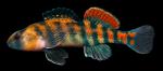 Etheostoma