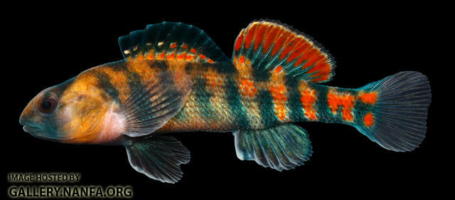 Etheostoma spectabile