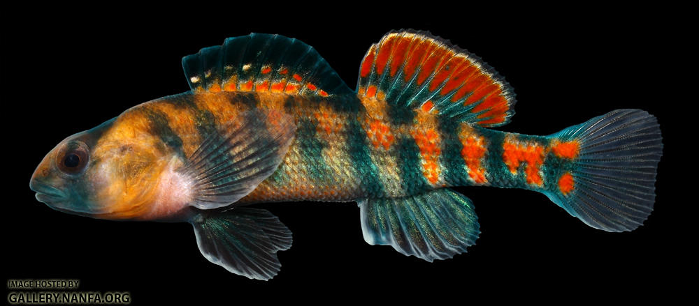 Etheostoma spectabile