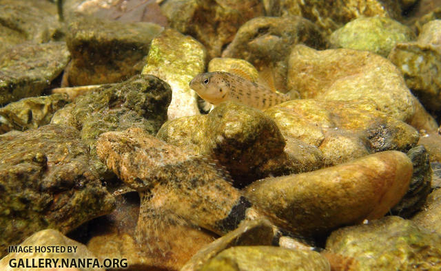 banded sculpin and orangethroat darter