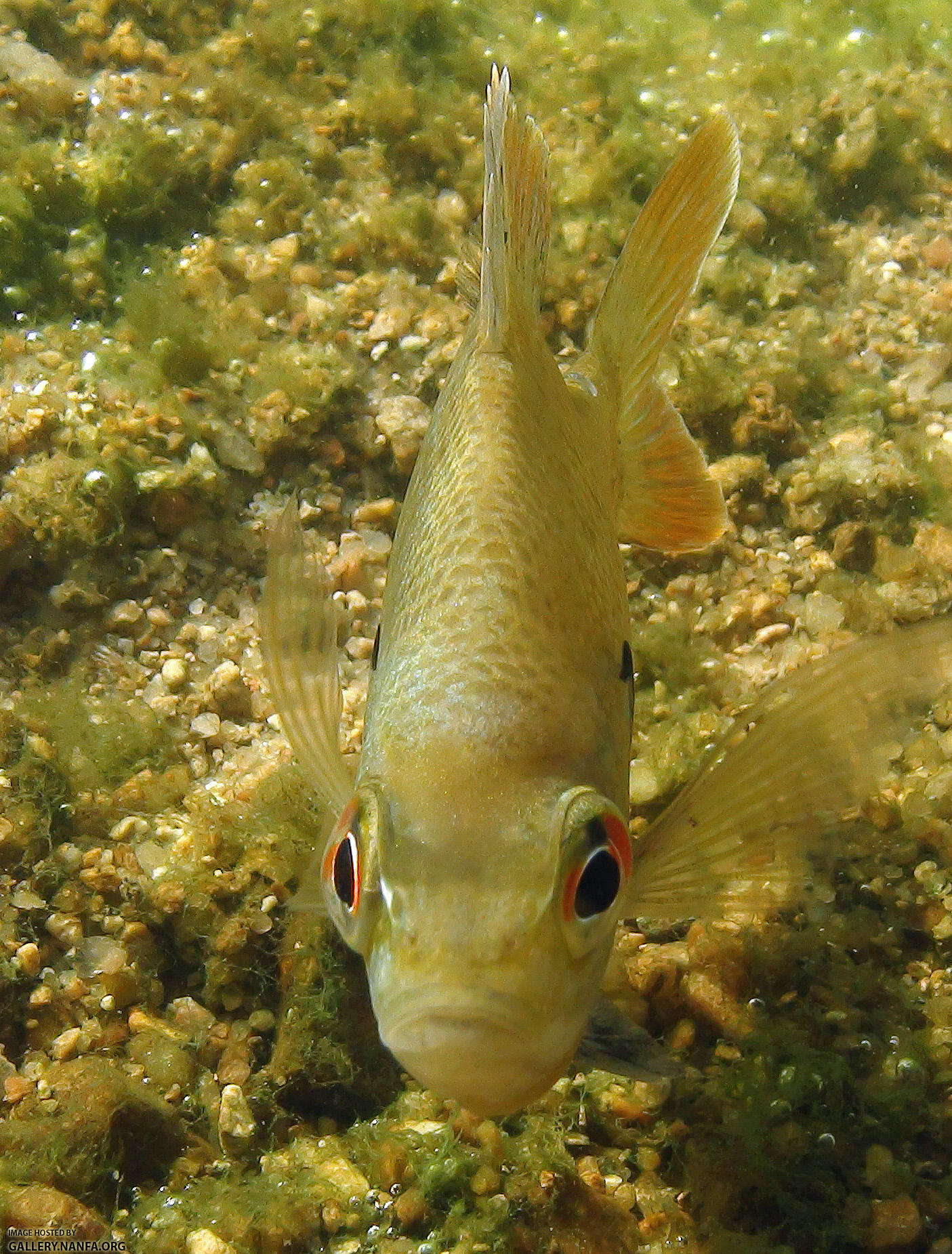 bluegill eyes