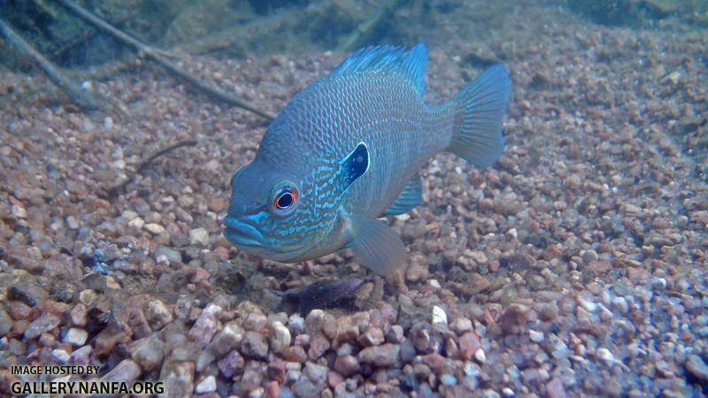 longear on nest