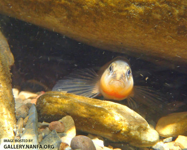 orangebelly darter face