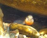 orangebelly darter face