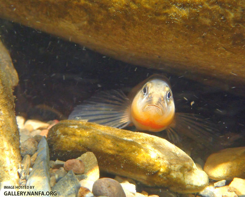 orangebelly darter face