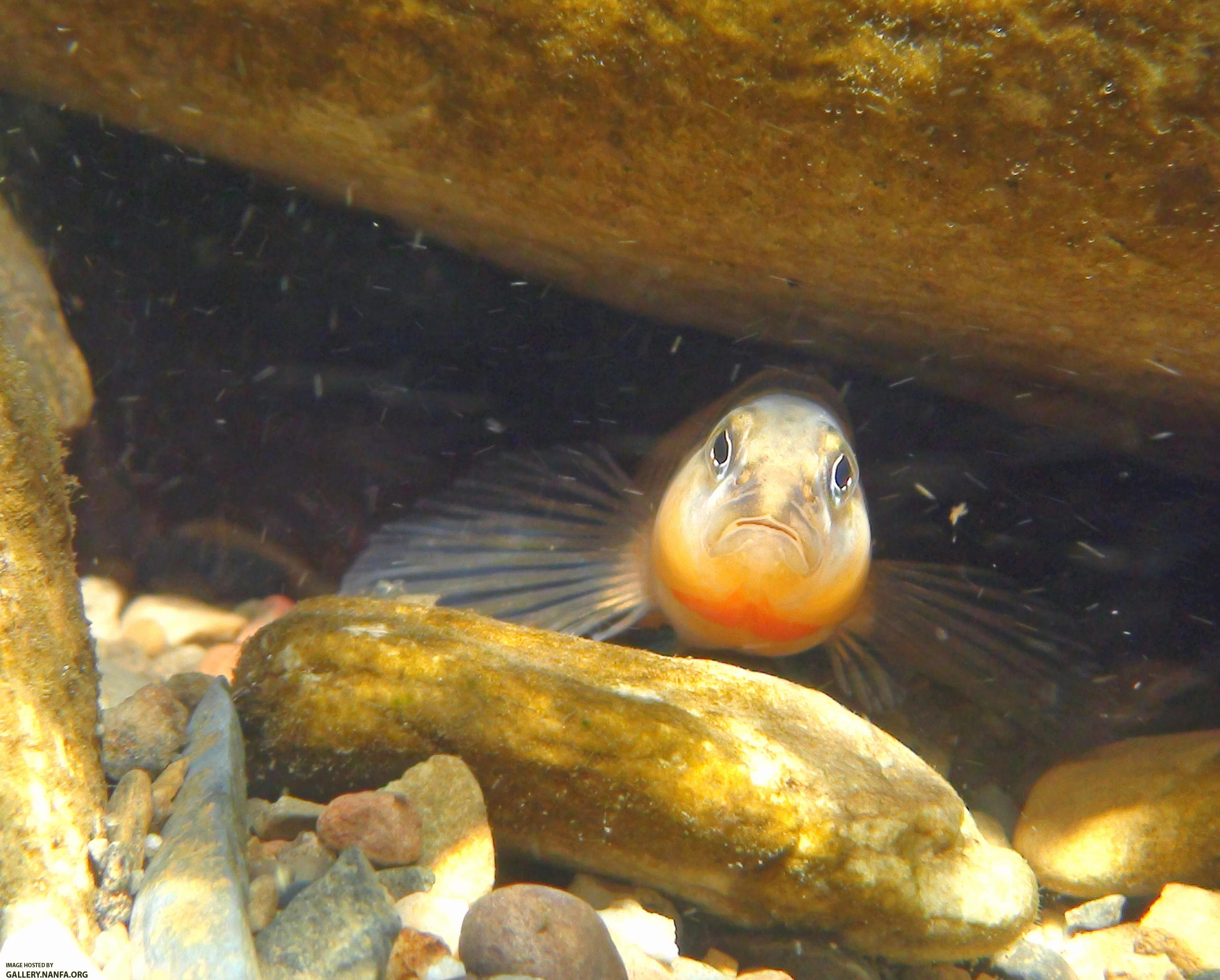 orangebelly darter face