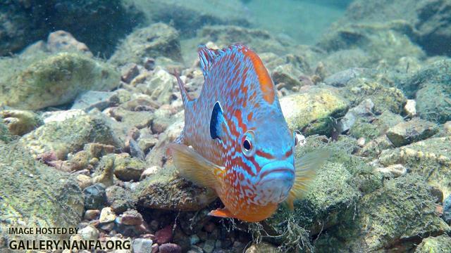 longear sunfish male