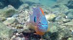 longear sunfish male