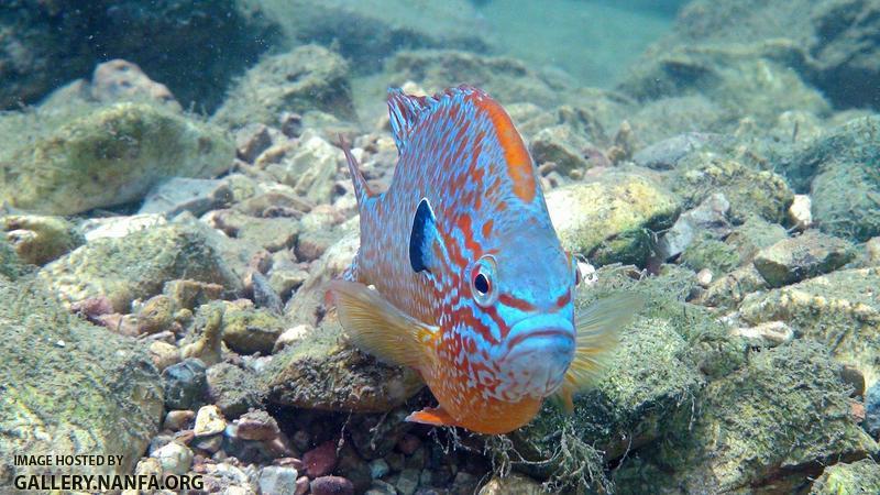 longear sunfish male