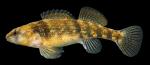 Etheostoma spectabile