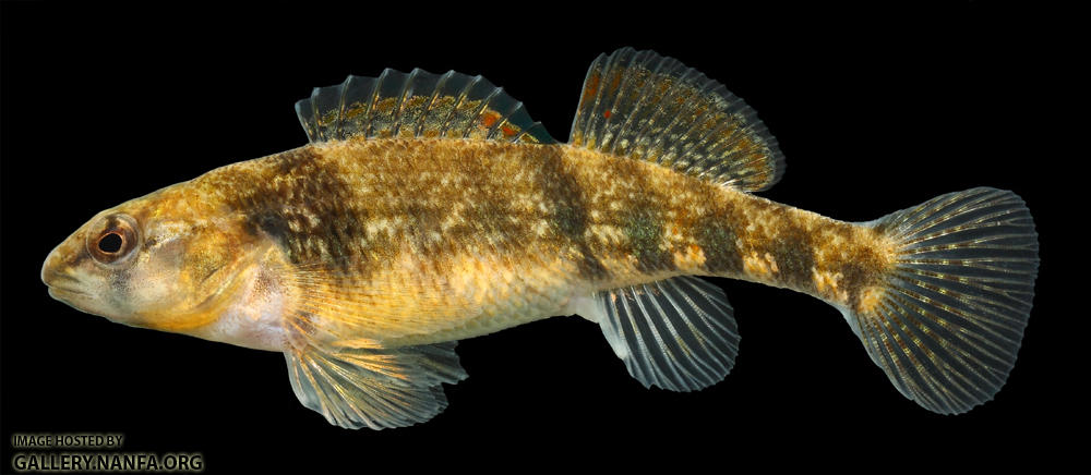 Etheostoma spectabile