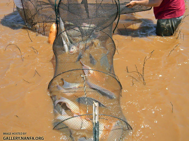 buffalo in trap net