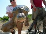 snapping turtle trap net