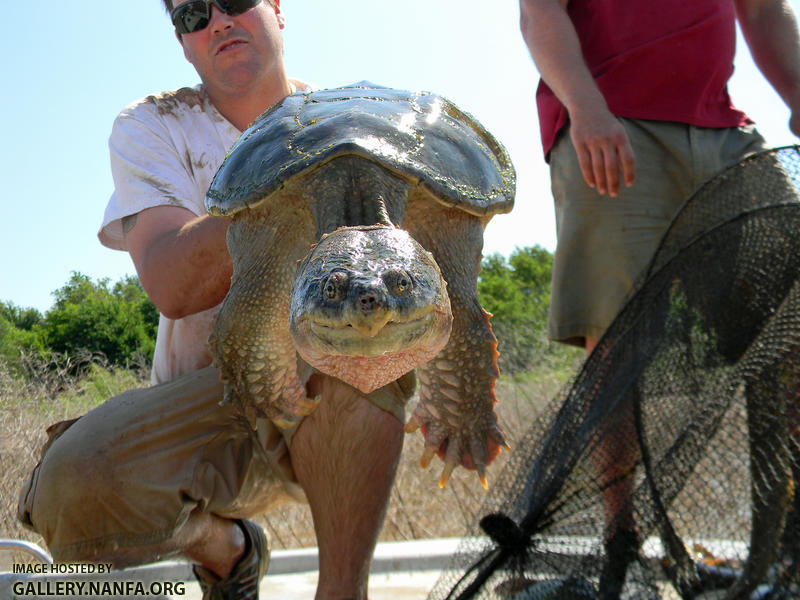 snapping turtle trap net