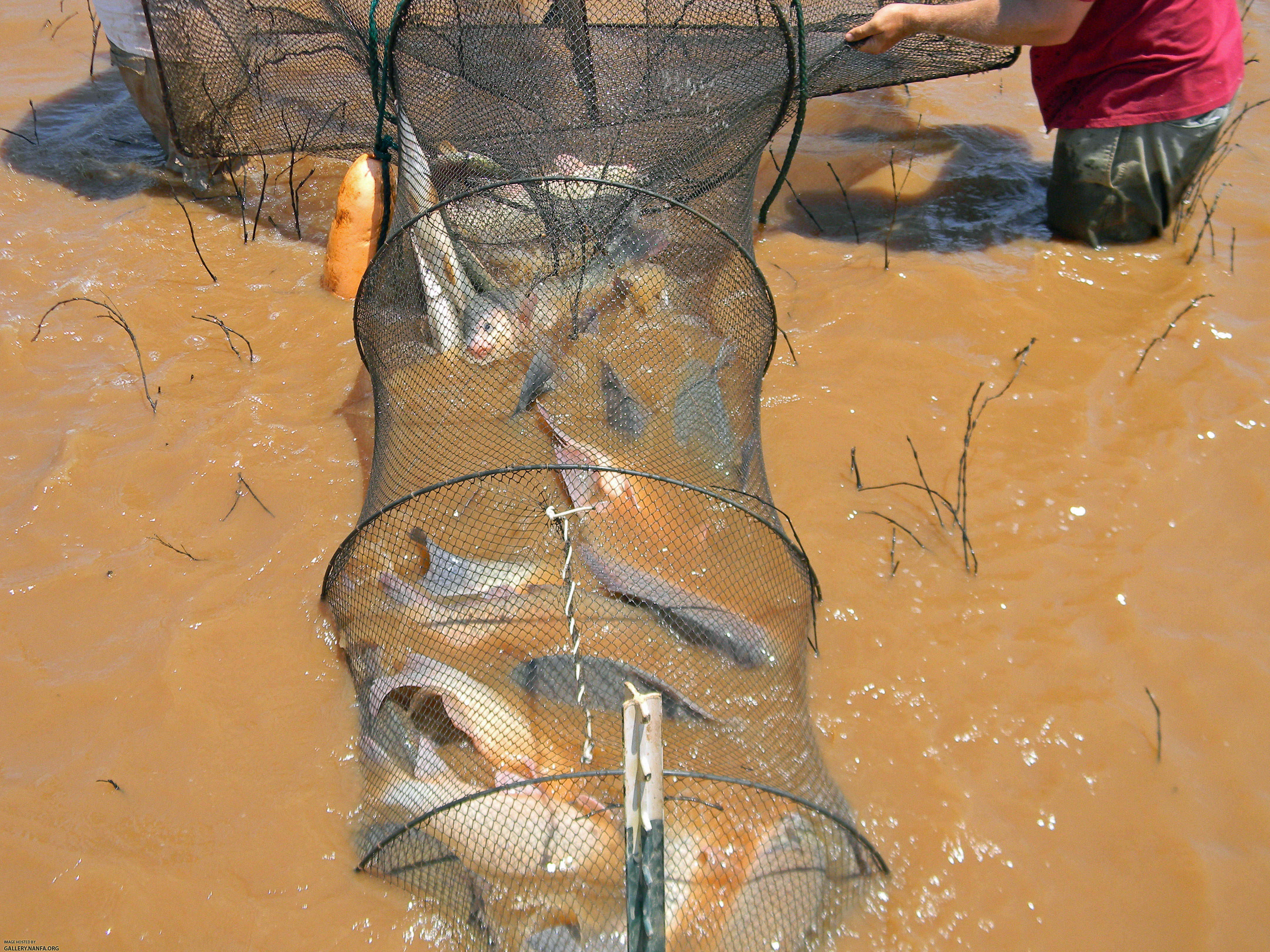 buffalo in trap net