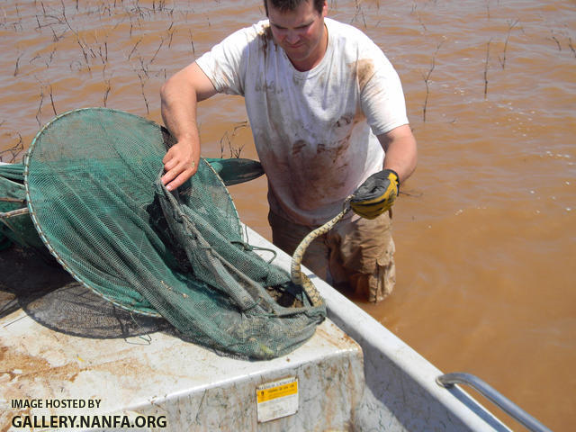 water snake trap net2