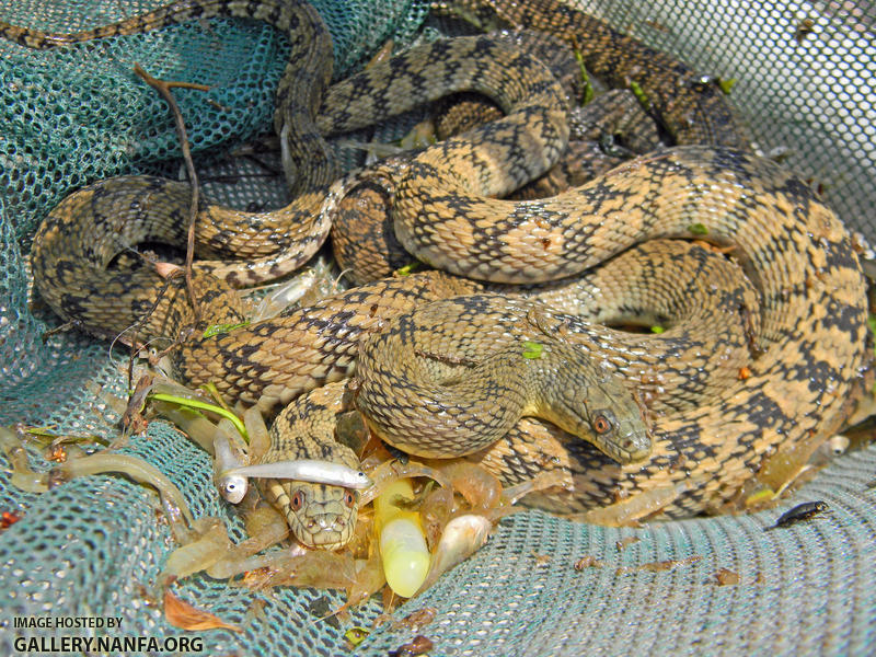 water snakes trap net