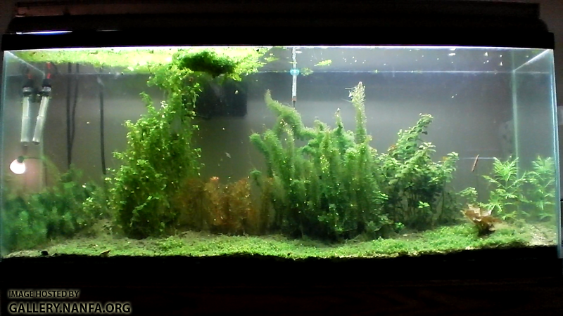 55 gallon Elassoma gilberti aquarium as of May 23rd 2012