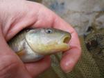 Bluehead Chub