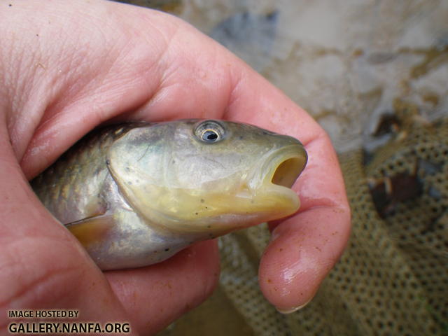 Bluehead Chub