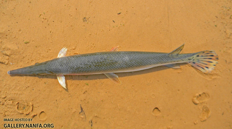 shortnose gar