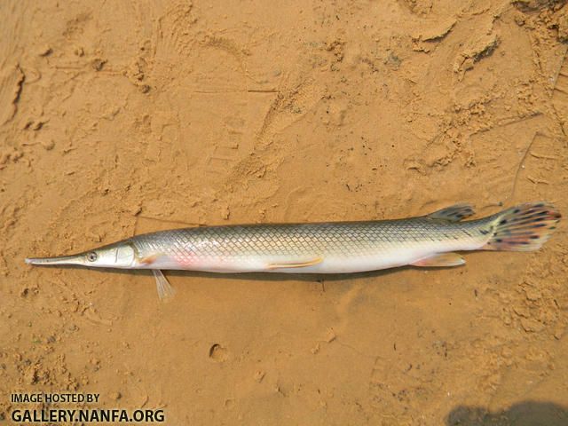 shortnose gar side view