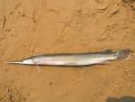 shortnose gar side view