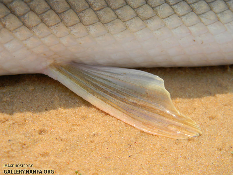 shortnose gar paired fins without spots