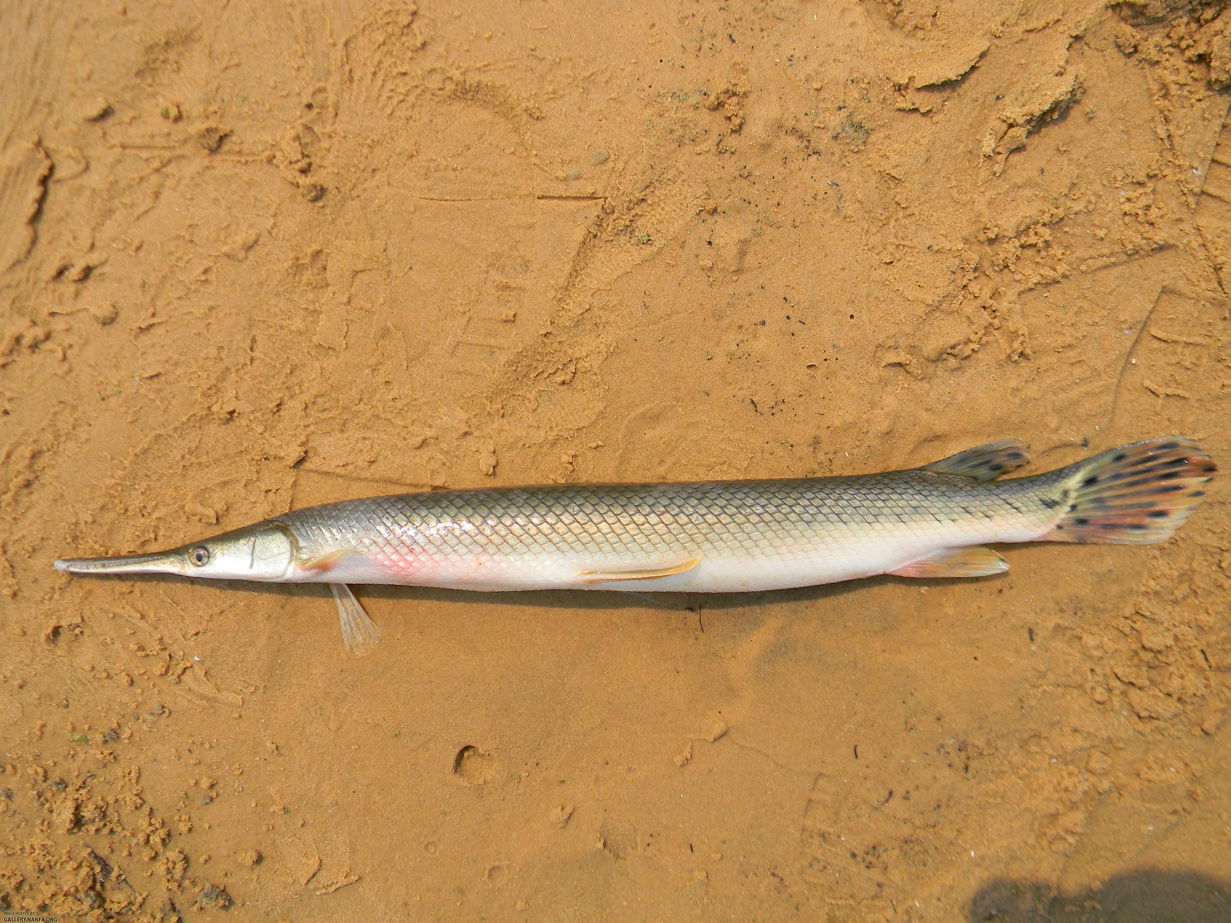 shortnose gar side view