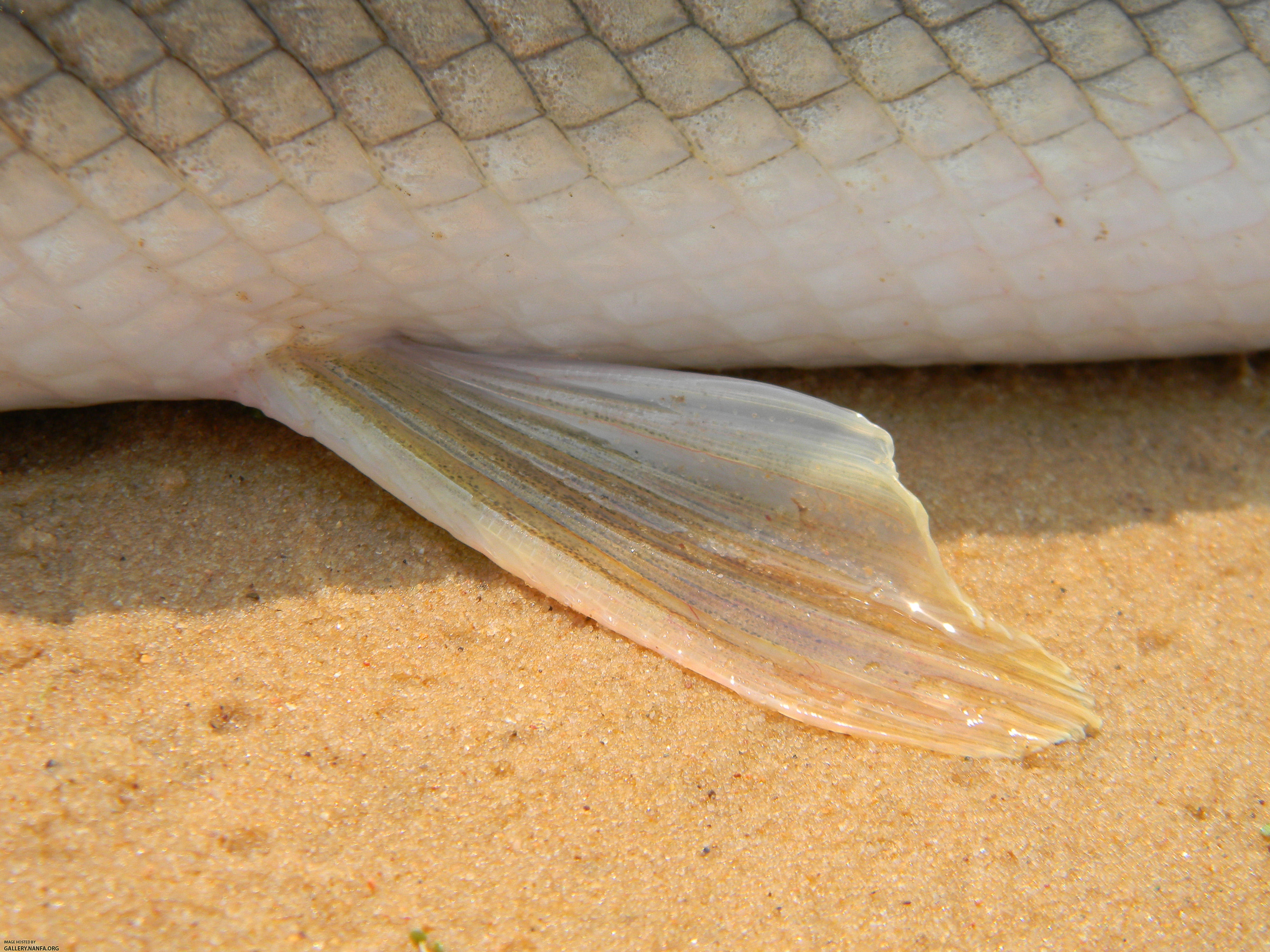 shortnose gar paired fins without spots