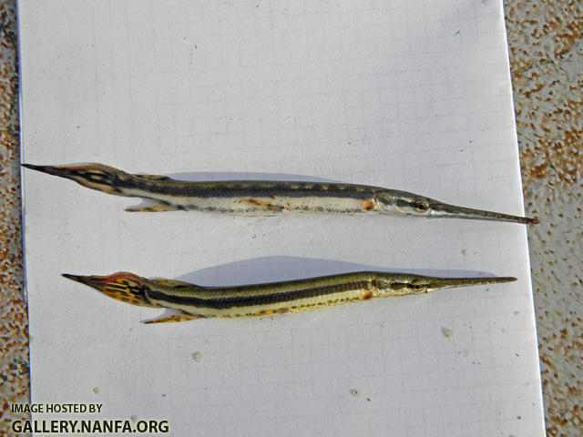 juvenile gar sp's