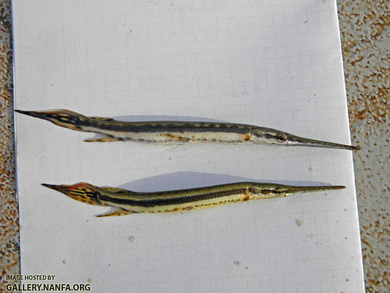 juvenile gar sp's