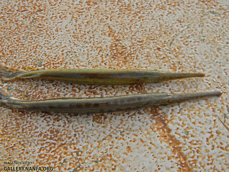 juvenile gar sp's dorsal view