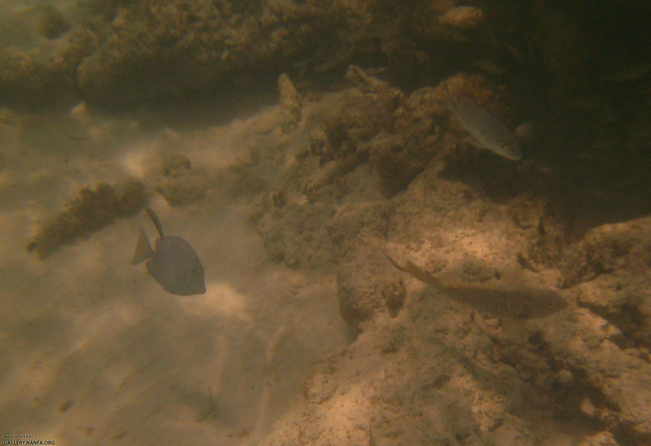 reef fish close up one