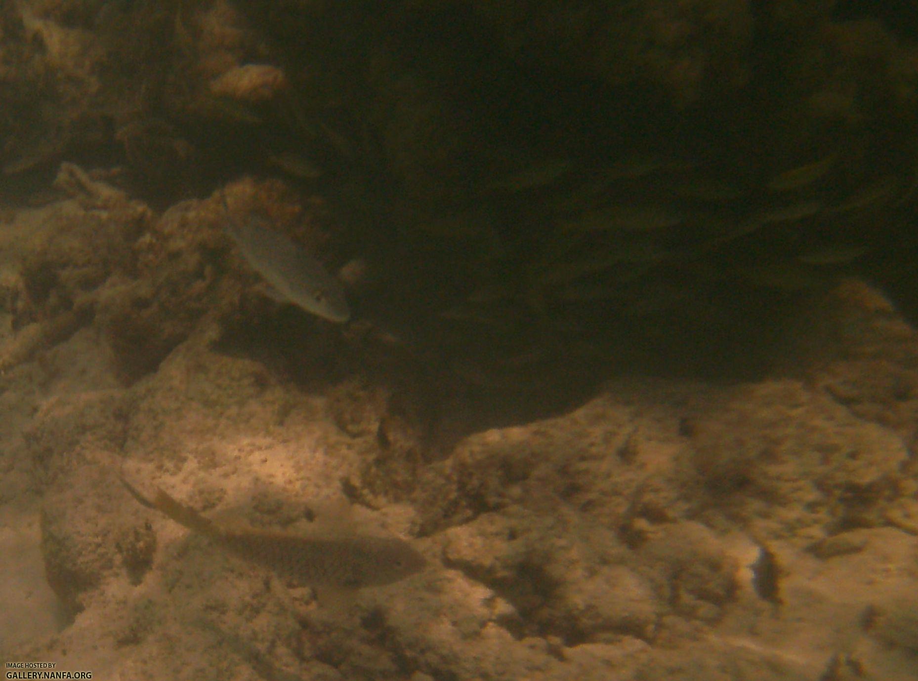 various small fish including grunts