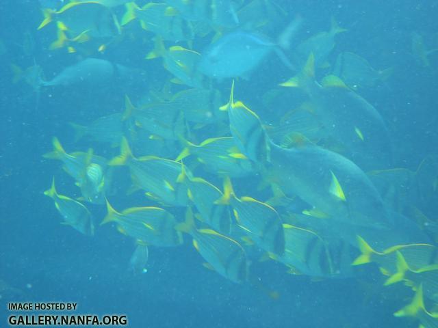 black masks pork fish maybe