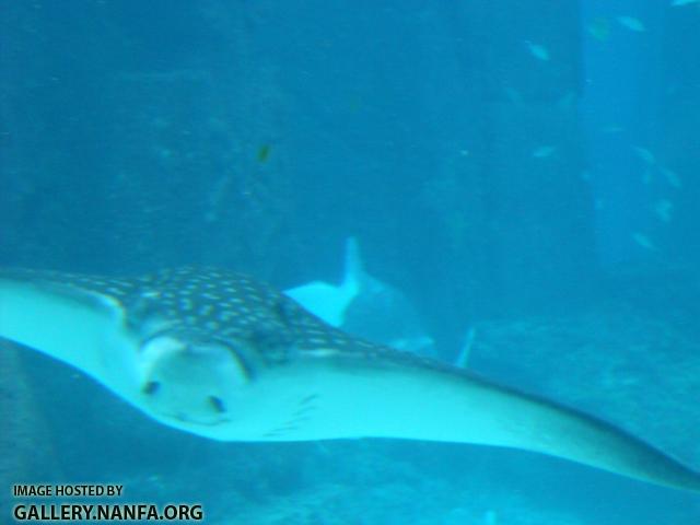 eagle ray 2