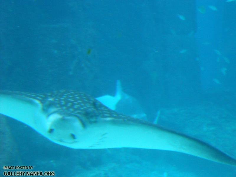 eagle ray 2