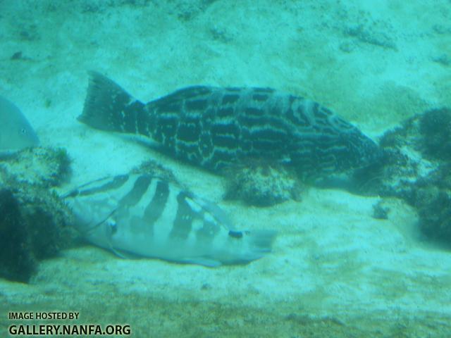 black grouper and nassau grouper