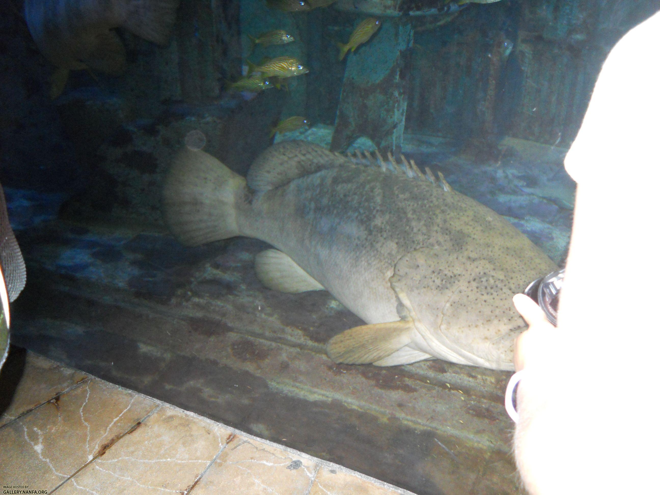 grouper 1